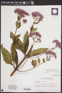 Eutrochium purpureum image