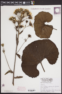 Farfugium japonicum image