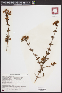 Viburnum obovatum image