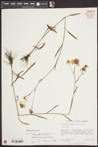 Helenium flexuosum image