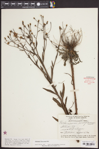 Helenium flexuosum image