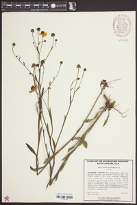 Helenium flexuosum image