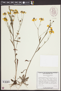 Helenium flexuosum image