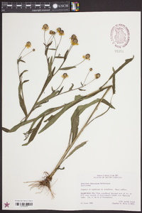 Helenium flexuosum image