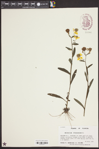 Helenium flexuosum image