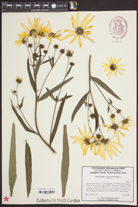 Helianthus angustifolius image