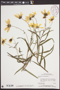 Helianthus angustifolius image