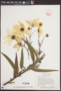 Helianthus simulans image