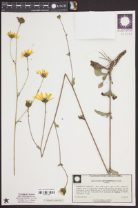 Helianthus heterophyllus image