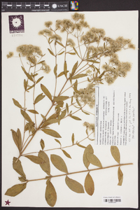 Eupatorium semiserratum image