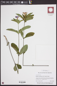 Ruellia caroliniensis image