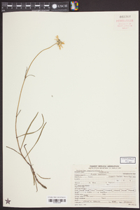 Helianthus angustifolius image