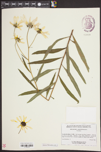 Helianthus angustifolius image