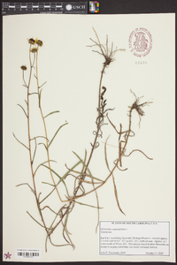 Helianthus angustifolius image