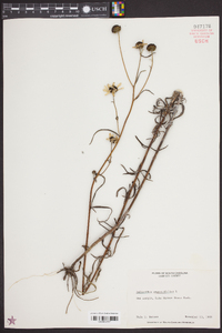 Helianthus angustifolius image