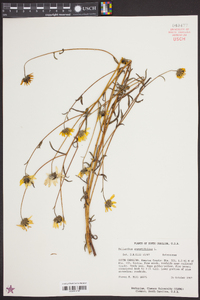 Helianthus angustifolius image