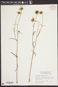 Helianthus angustifolius image