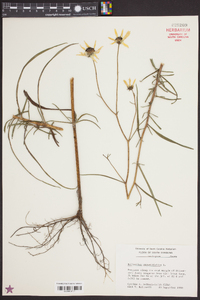 Helianthus angustifolius image