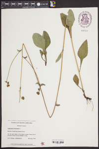 Helianthus atrorubens image