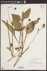 Helianthus atrorubens image