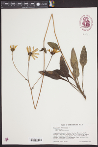 Helianthus atrorubens image