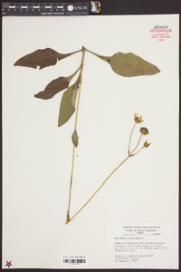 Helianthus atrorubens image