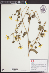 Helianthus atrorubens image