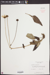 Helianthus atrorubens image