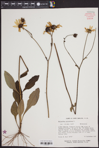 Helianthus atrorubens image