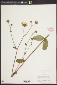 Helianthus atrorubens image