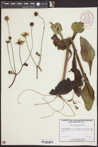 Helianthus atrorubens image