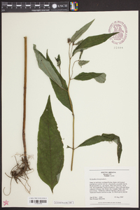 Helianthus decapetalus image