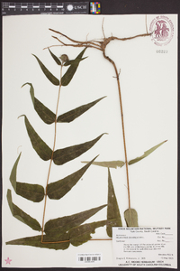 Helianthus divaricatus image