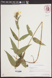 Helianthus divaricatus image