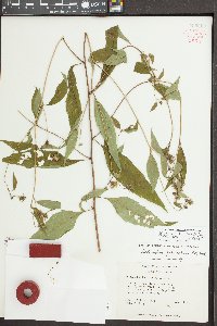 Helianthus microcephalus image
