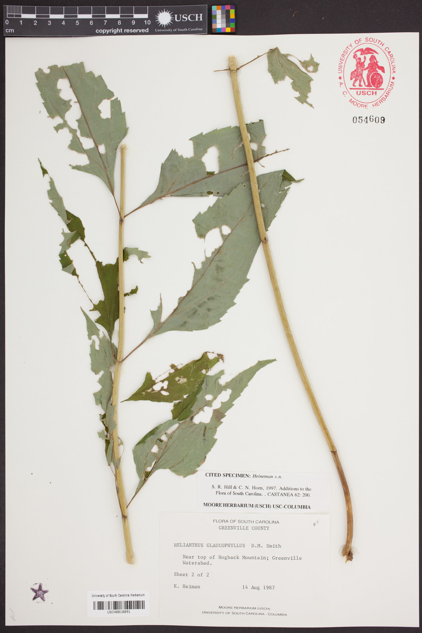 Helianthus glaucophyllus image