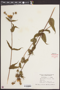 Helianthus divaricatus image