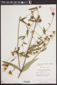 Helianthus laevigatus image