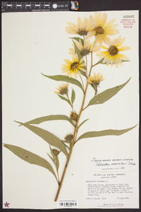 Helianthus maximiliani image