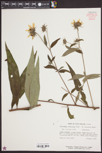 Helianthus resinosus image