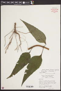 Helianthus strumosus image