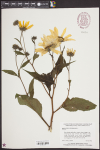 Helianthus tuberosus image