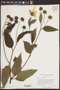 Helianthus tuberosus image