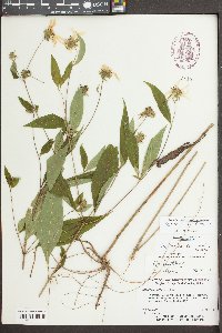 Helianthus strumosus image