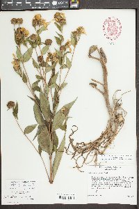 Simsia sanguinea image