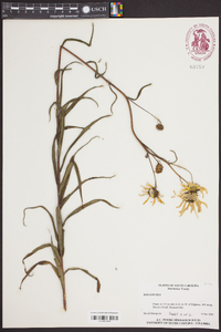 Helianthus angustifolius image