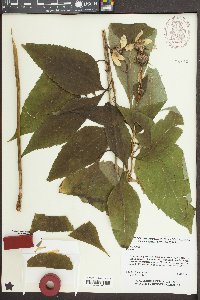 Helianthus decapetalus image