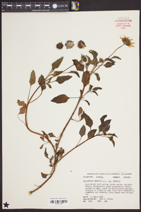 Helianthus debilis image