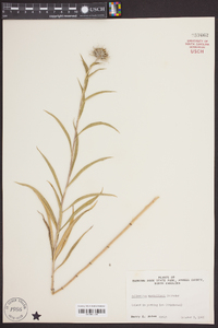 Helianthus maximiliani image