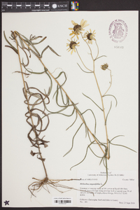 Helianthus angustifolius image